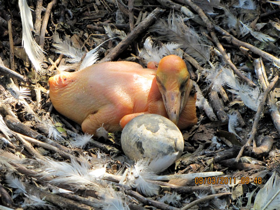 A day old pelican chick at Chase Lake NWR.