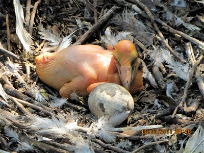 A day old pelican chick at Chase Lake NWR. photo