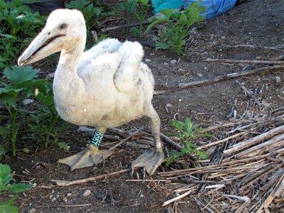 A young pelican newly banded on Chase Lake National Wildlife Refuge in North Dakota. Credit: USFWS photo