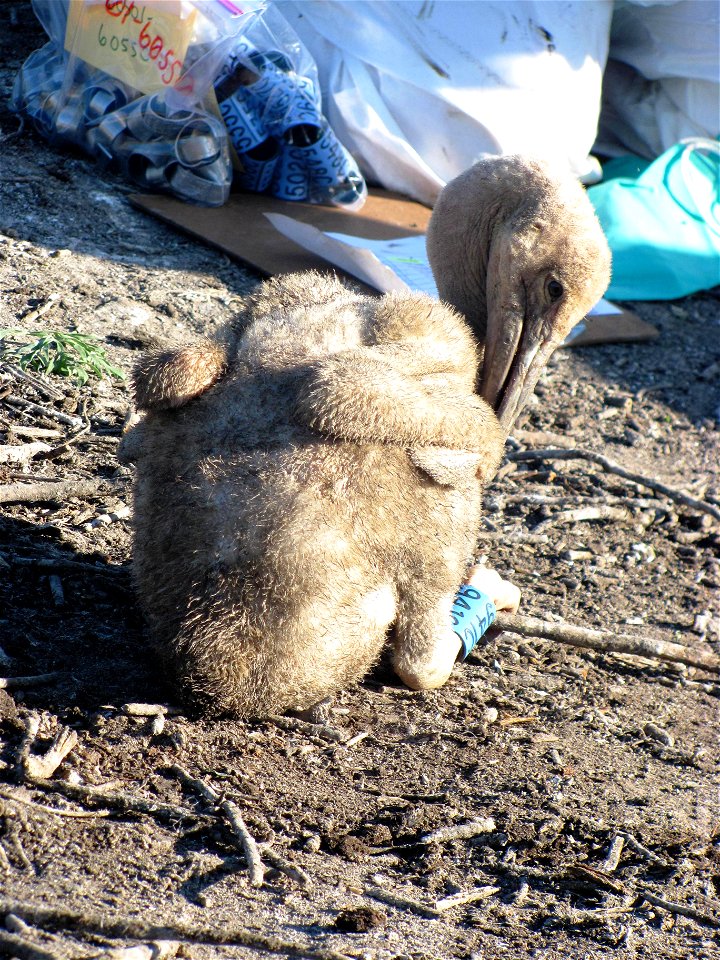 This juvenile pelican is resting by a banding station. It has a colored blue band on its leg.

Credit: Char Binstock / USFWS (2012)