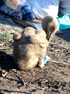 This juvenile pelican is resting by a banding station. It has a colored blue band on its leg. Credit: Char Binstock / USFWS (2012) photo