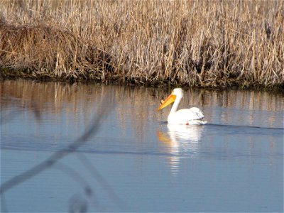 This feathered-friend made a visit to the Bear River Migratory BIrd Refuge wetlands - an American White Pelican. Photo: Jason St. Sauver / USFWS photo