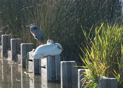 Category: Bird Life Photo Credit: V. Shearer photo