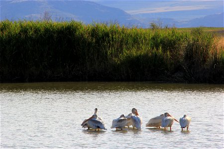 Eight American Pelicans standing in shallow water resting. Entrant in Bear River Refuge 2014 photo contest in animal behavior category. Photo Credit: Michelle Rochette / USFWS photo