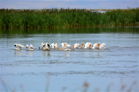 Ten American White Pelicans feeding in water and one Double-crested Cormorant among them. Entrant in Bear River Refuge 2014 photo contest in animal behavior category. 

Photo credit: Scott Miert / USF