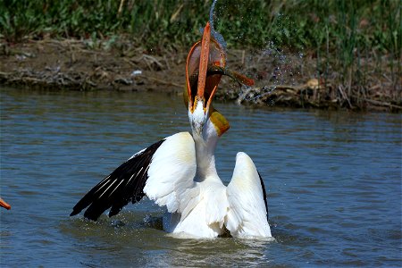 American White Pelican with its head up and neck stretched swallowing a large carp. Entrant in Bear River Refuge 2014 photo contest in animal behavior category. Photo Credit: Wayne Watson / USFWS photo