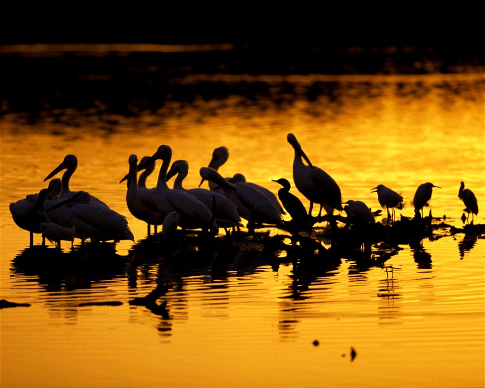 Photo credit: USFWS/George Gentry

In populated coastal areas, wetland migration is often constrained by land development and shoreline stabilization measures. These conditions can result in the crowd