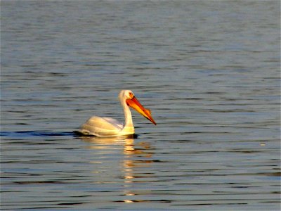 American White Pelican at Cherry Creek lake, photographed in spring of 2008. photo