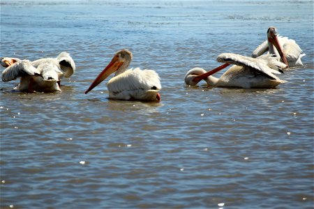 Four American White Pelicans on the water with two of them preening their feathers. Entrant in Bear River Refuge 2014 photo contest in animal behavior category. Photo Credit: Jerry Whetstone / USFWS photo