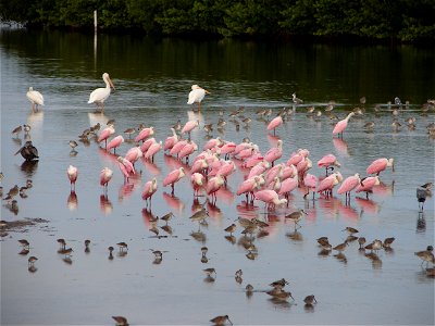 Several species of birds can be found at feeding time on the refuge, including Roseate spoonbills. This is a feeding frenzy for the lucky visitor, where all the birds frolic about trying to get a meal photo