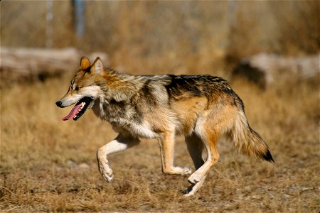 Mexican wolf (Canis lupus baileyi) photo