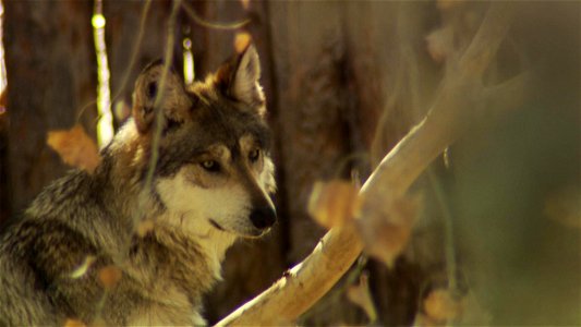 Mexican Grey Wolves are being reintroduced to the Southwest.  The population of the species was reduced to seven individuals at one point.  The "fierce green fire" that Aldo Leopold saw in t