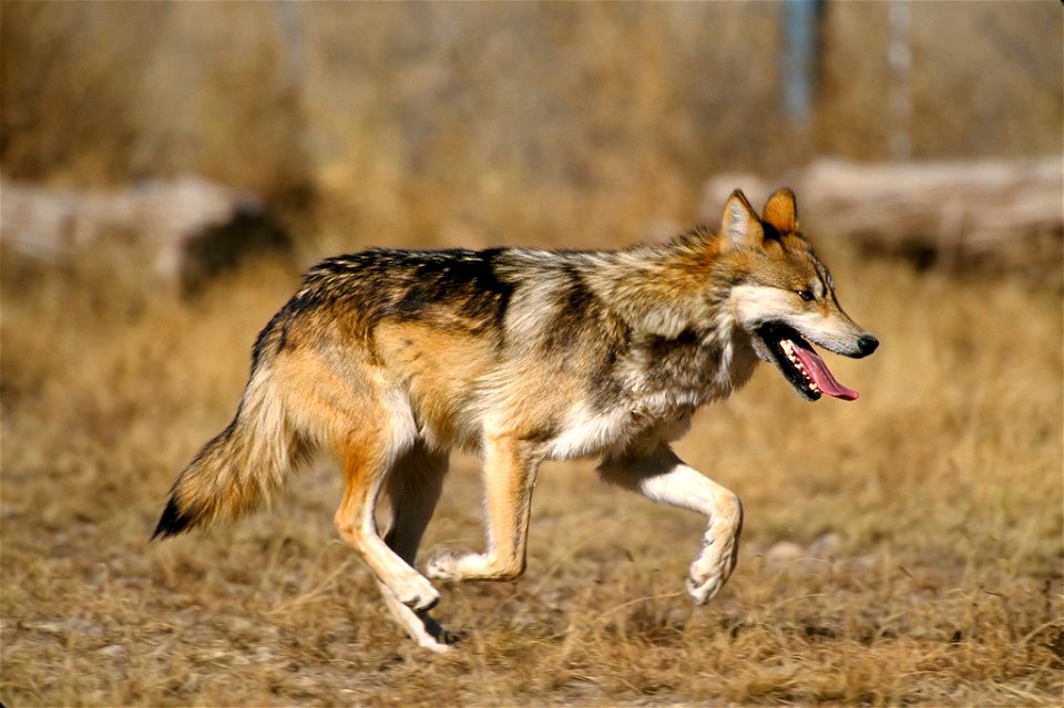 Scientific name: Canis lupus baileyi
Status: Endangered

Photo credit: Jim Clark/USFWS