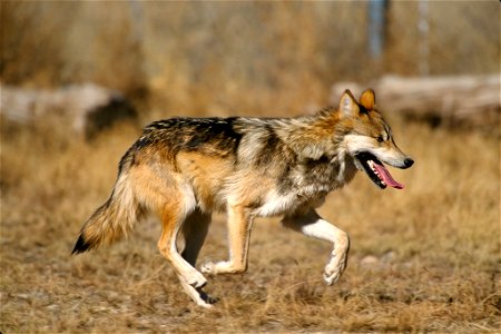 Scientific name: Canis lupus baileyi Status: Endangered Photo credit: Jim Clark/USFWS photo