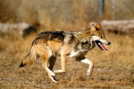 Scientific name: Canis lupus baileyi
Status: Endangered

Photo credit: Jim Clark/USFWS