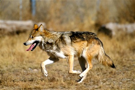 Mexican Wolf photo