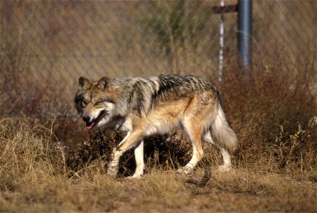 Image title: Mexican wolf canis lupus baileyi Image from Public domain images website, http://www.public-domain-image.com/full-image/fauna-animals-public-domain-images-pictures/foxes-and-wolves-public photo