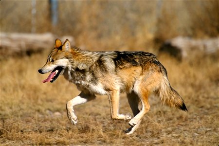 Captive Mexican Wolf at Sevilleta National Wildlife Refuge, New Mexico. Edit to reduce noise and improve contrast by Yummifruitbat. photo