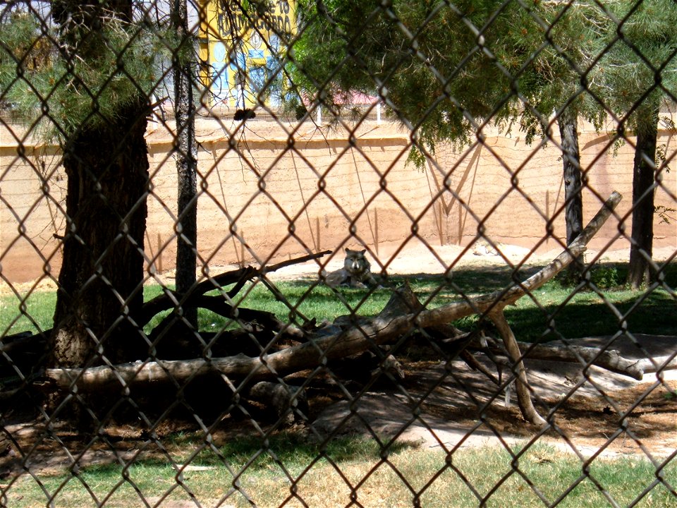 Mexican Gray Wolf at Alameda Park Zoo. The Zoo is at the corner of White Sands Blvd and 10th St in Alamogordo, New Mexico.