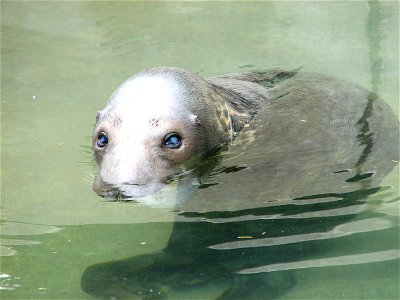 Grey Seal