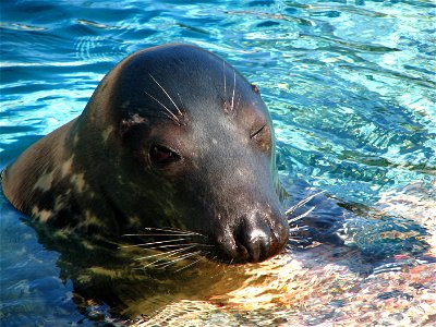 A Grey Seal (Halichoerus grypus) in the Kolmården Wildlife Park, Norrköping Municipality, Östergötland, Sweden.