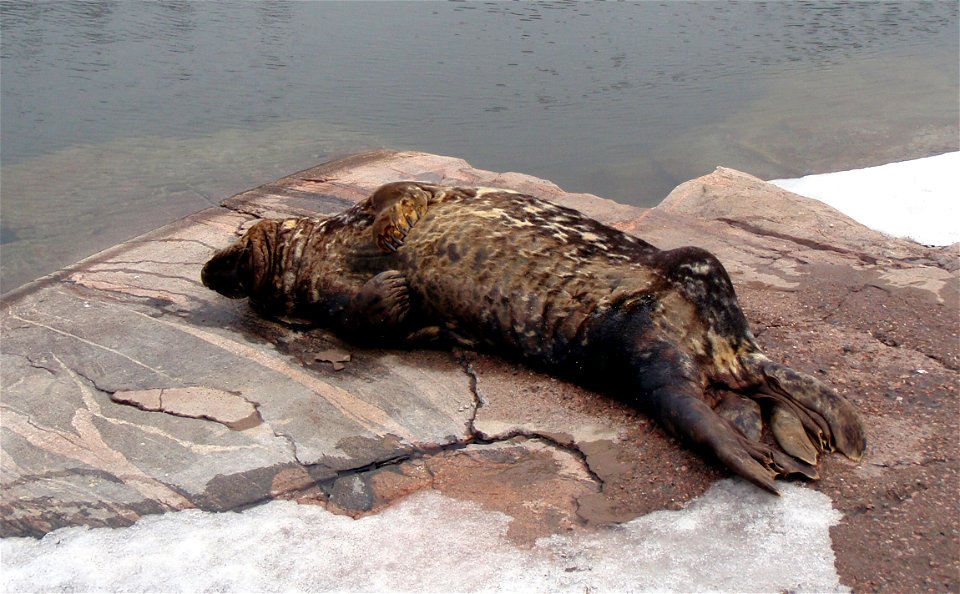 Gray Seal (Halichoerus grypus) at Korkeasaari Zoo.