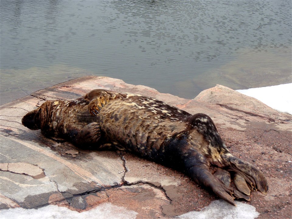 Gray Seal (Halichoerus grypus) at Korkeasaari Zoo.