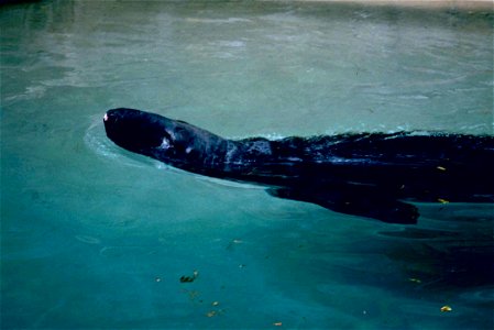 Image title: Gray seal in water
Image from Public domain images website, http://www.public-domain-image.com/full-image/fauna-animals-public-domain-images-pictures/seals-and-sea-lions-public-domain-ima