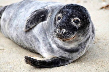 Image title: Grey seal animal halichoerus grypus
Image from Public domain images website, http://www.public-domain-image.com/full-image/fauna-animals-public-domain-images-pictures/seals-and-sea-lions-