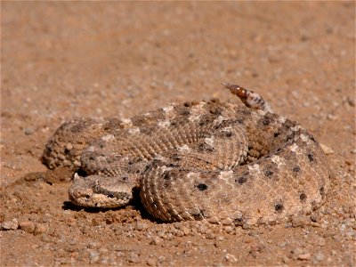 — common names: Horned rattlesnake, Sidewinder rattlesnake, Mojave rattlesnake . This poisonous snake is one of the many reptiles native to the Mojave Desert, California. Non-poisonous Mojave Desert s photo