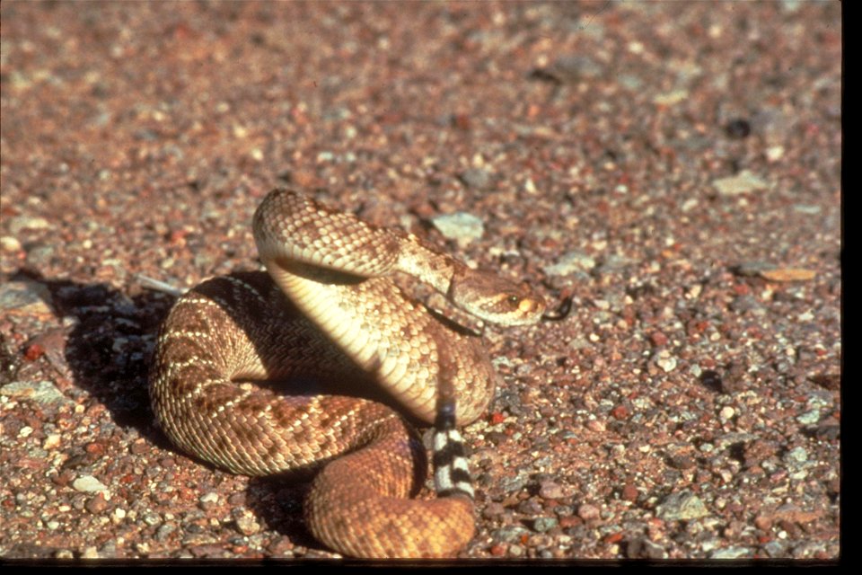 Fauna and Other Views at Organ Pipe National Monument, Arizona