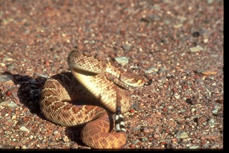 Fauna and Other Views at Organ Pipe National Monument, Arizona