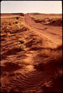 RATTLESNAKE ON THE SAND DUNES OF THE RIO GRANDE VALLEY NEAR ALBUQUERQUE, NEW MEXICO. THIS AREA IS BEING SUBDIVIDED AND SOLD BY THE ACRE FOR HOUSING photo