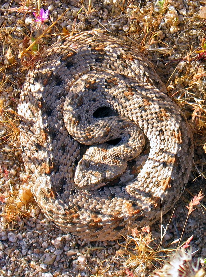 Sidewinder (Crotalus cerastes), Joshua Tree National Park. NPS/Kristen Lalumiere