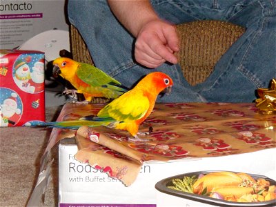 Pet Sun Conures, Aratinga solstitialis. photo