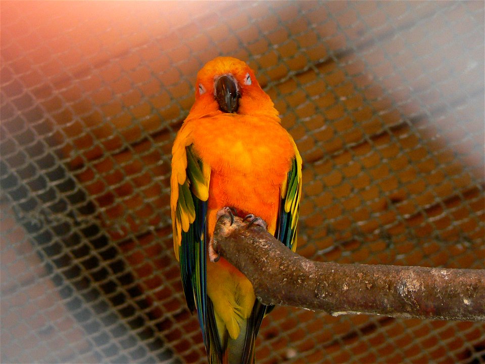Sun conure Aratinga solstitialis
