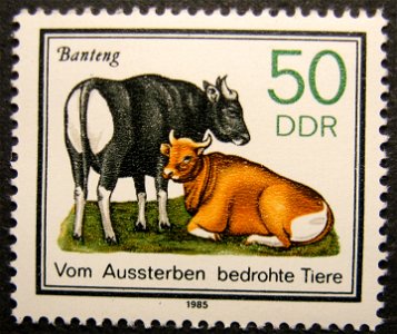Banteng „Animals threatened by the extinction."