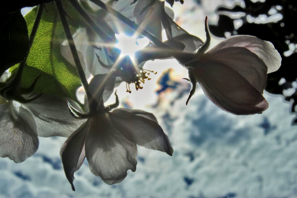 Apple sky dazzling star