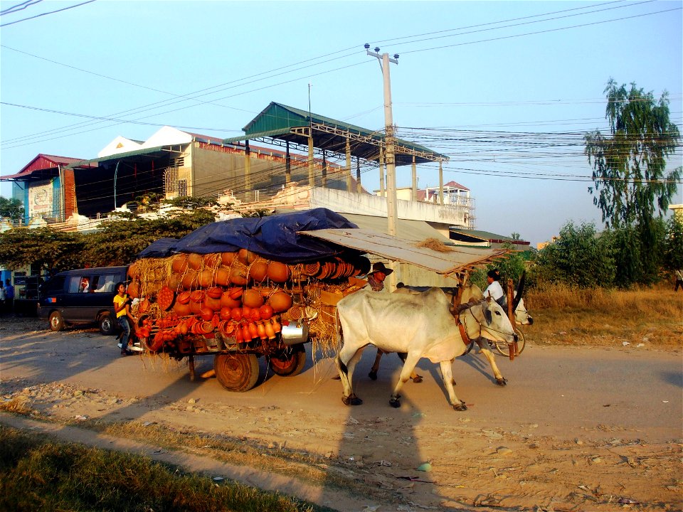 Bò dùng để chuyên chở tại Phnôm Pênh (Campuchia).