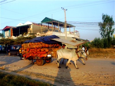 Bò dùng để chuyên chở tại Phnôm Pênh (Campuchia).