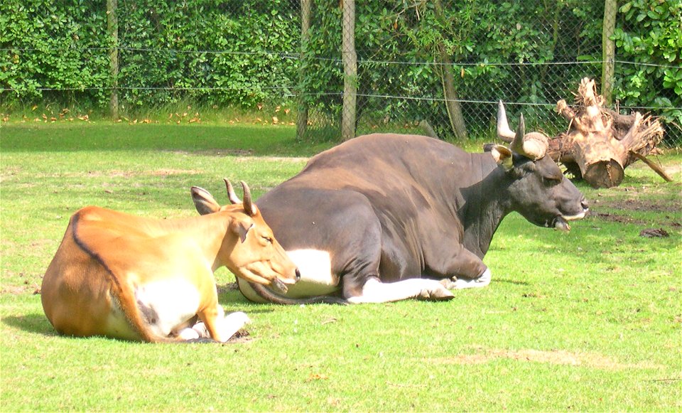 A male and a female Banteng