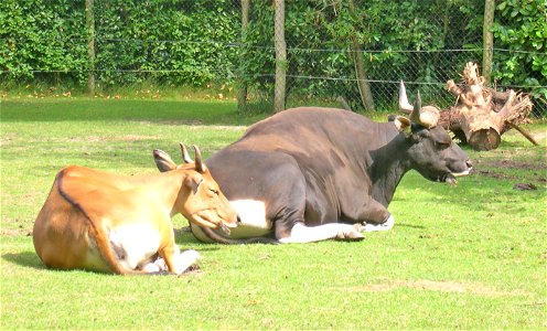 A male and a female Banteng