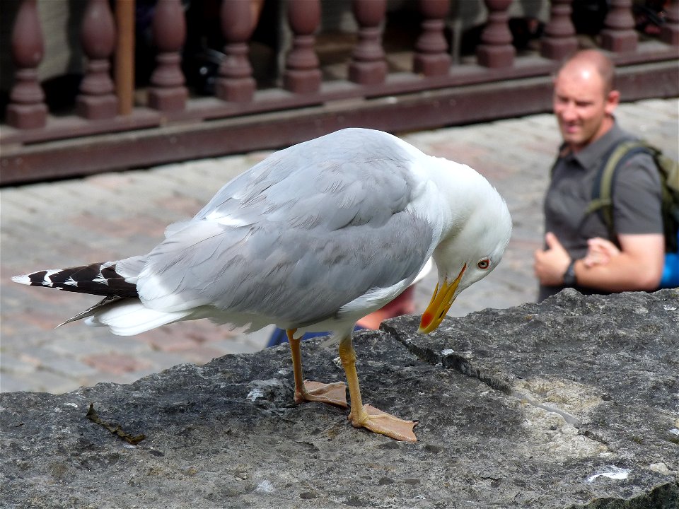 Seagull is posing to camera