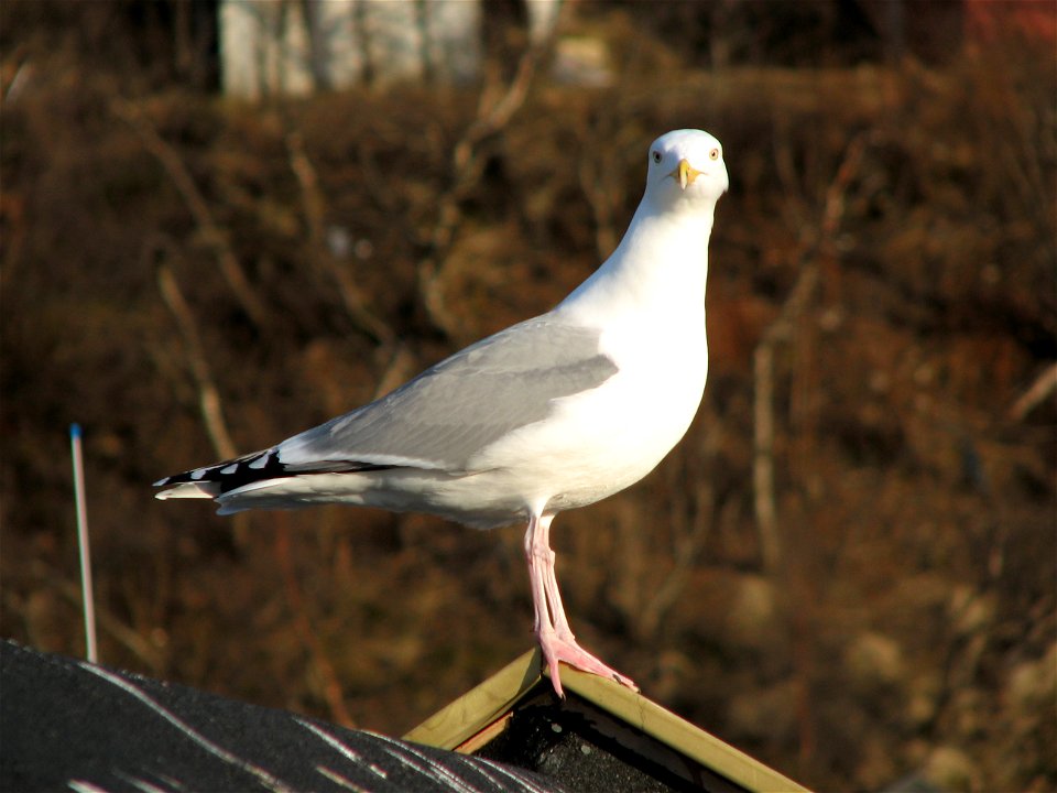 European Herring Gull