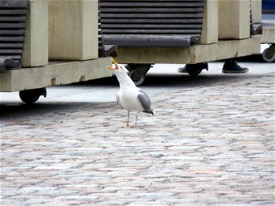Herring Gull in Tallinn, Estonia