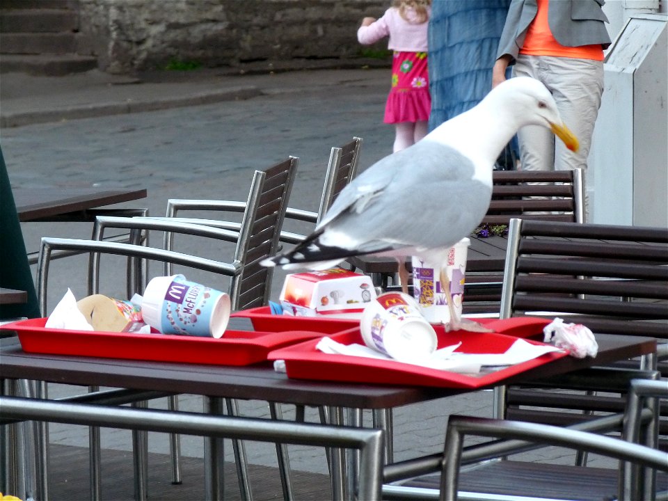 Bird in Tallinn, Estonia
