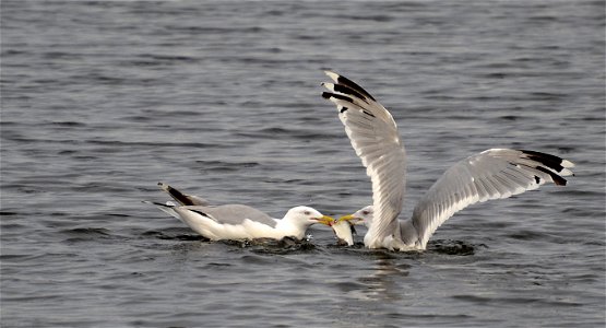 Fish is usually eaten by the European Herring Gull. photo