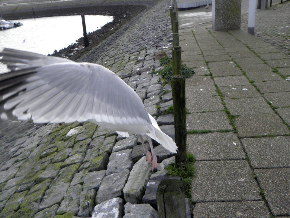 Larus argentatus
