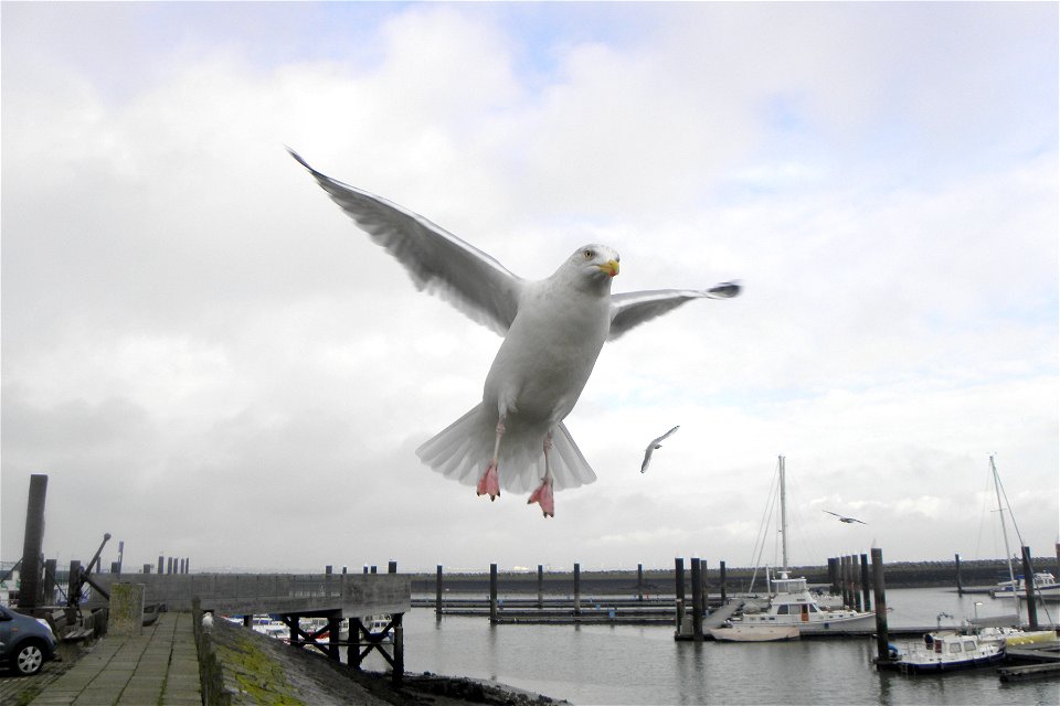 Larus argentatus