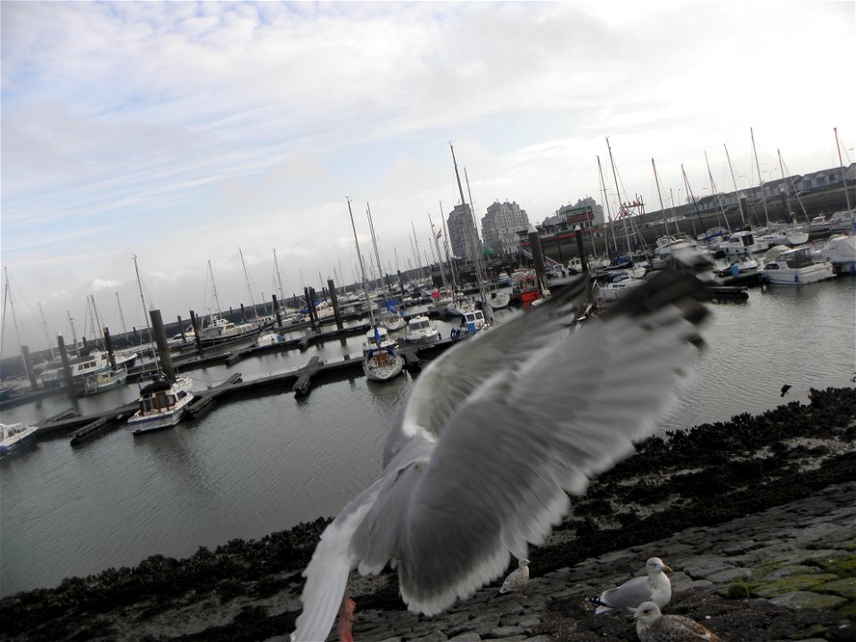 Larus argentatus